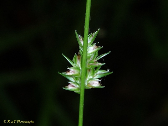 {Chasmanthium sessiliflorum}